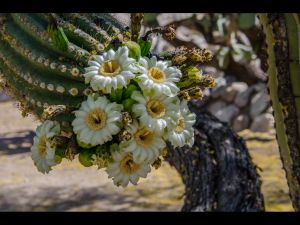 Cactus Flowers-14